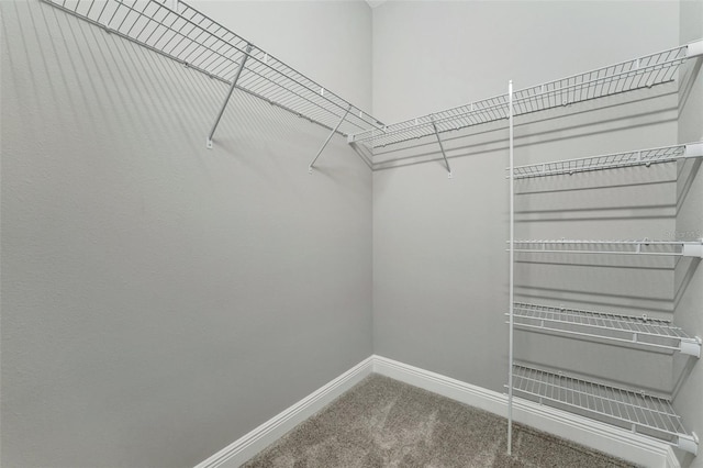 walk in closet featuring carpet flooring