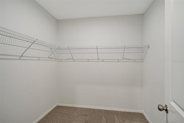 walk in closet with carpet flooring