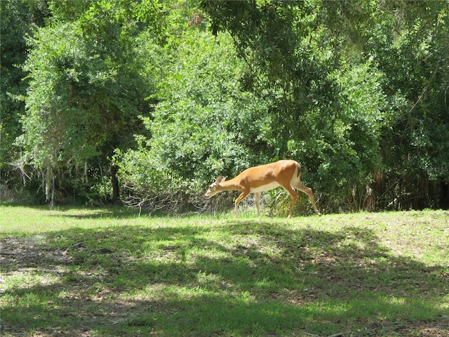 view of yard with a forest view