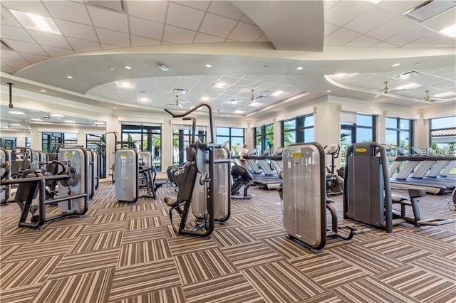 workout area featuring ceiling fan, a drop ceiling, and carpet flooring