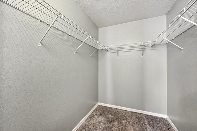 walk in closet featuring carpet floors