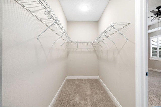 spacious closet featuring carpet floors