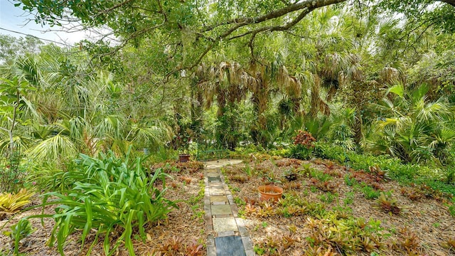 view of local wilderness