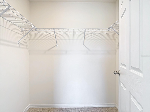 walk in closet with carpet floors