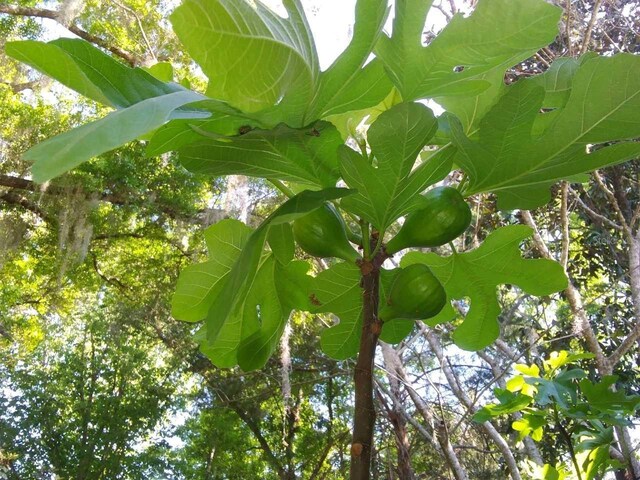 view of nature