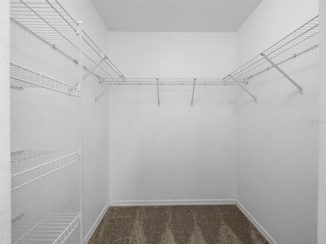 walk in closet with carpet flooring