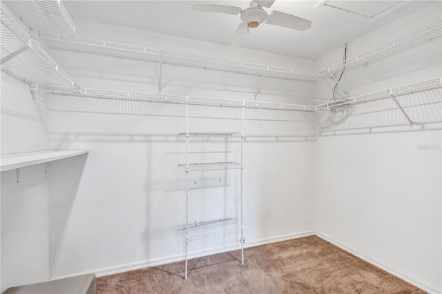 spacious closet featuring ceiling fan and carpet flooring