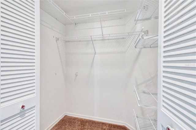 walk in closet featuring carpet flooring