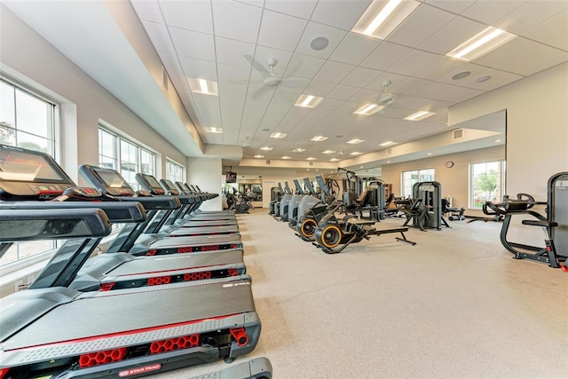 workout area with ceiling fan, carpet, and a paneled ceiling