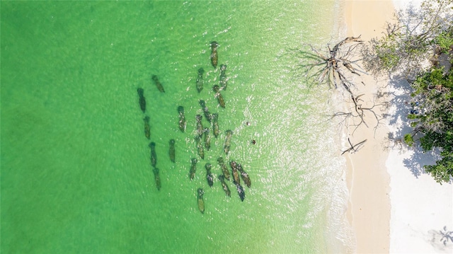 drone / aerial view with a water view