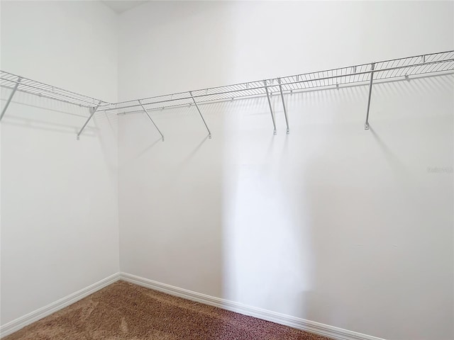 walk in closet with carpet