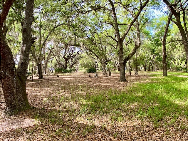 view of local wilderness