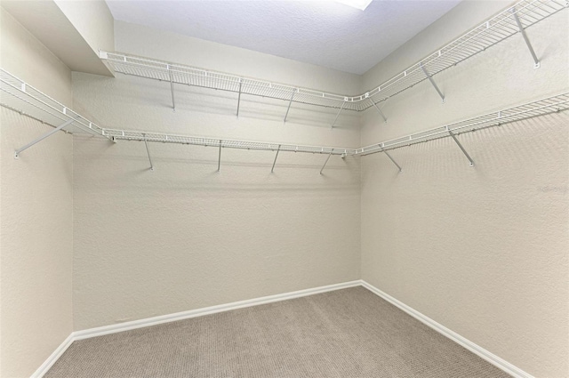 spacious closet featuring carpet