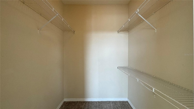 spacious closet with carpet flooring