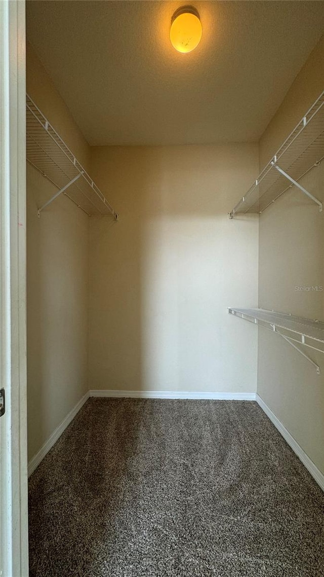 spacious closet featuring carpet flooring