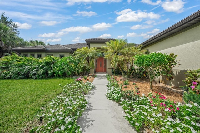 view of exterior entry with a yard and stucco siding