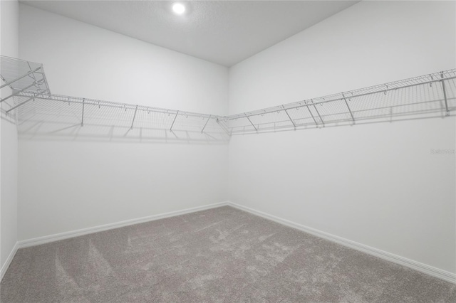 spacious closet with carpet flooring