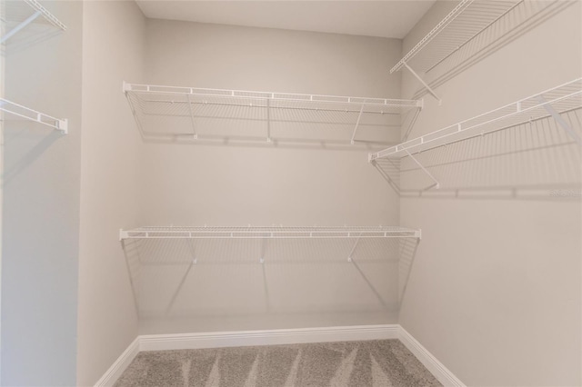 walk in closet with carpet flooring