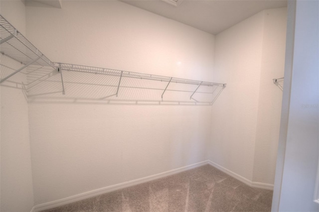 spacious closet with carpet floors