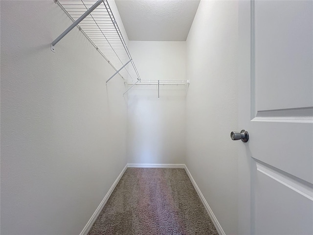 spacious closet featuring carpet floors