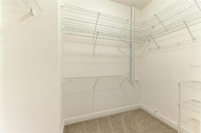 walk in closet with carpet flooring