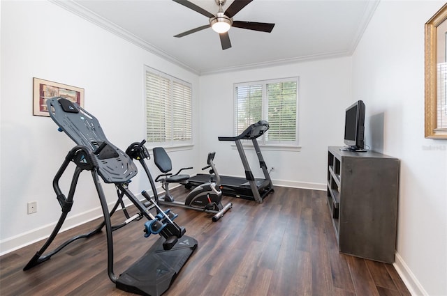 workout area with ceiling fan, dark hardwood / wood-style floors, and crown molding