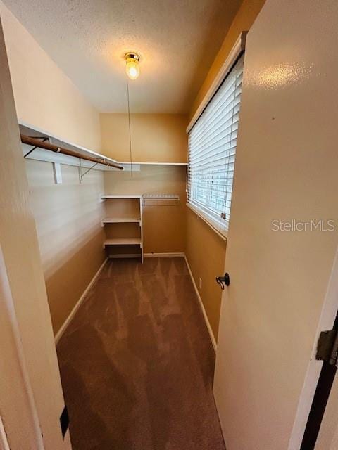 walk in closet featuring carpet