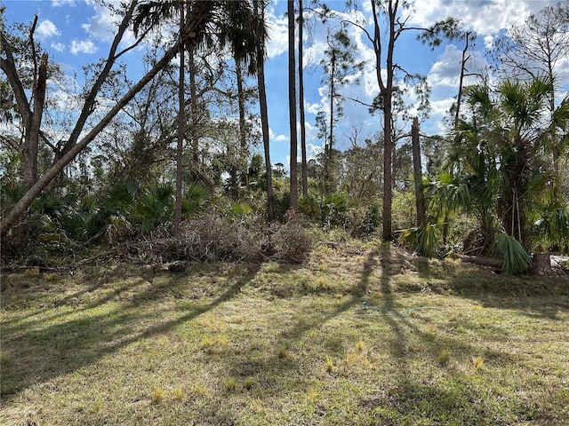 view of local wilderness