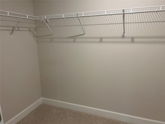 spacious closet with carpet