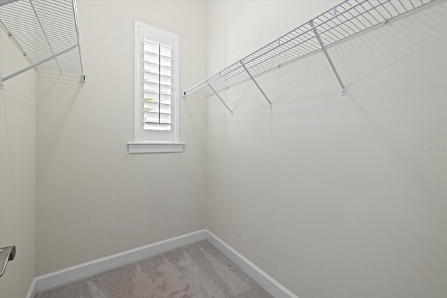 spacious closet featuring carpet floors