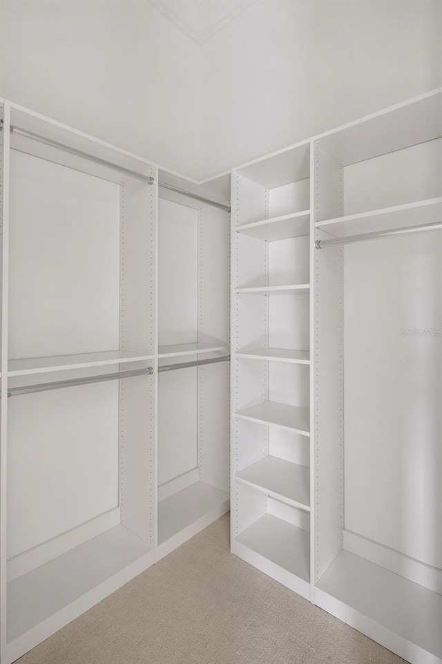 spacious closet featuring carpet