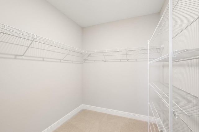 spacious closet featuring carpet