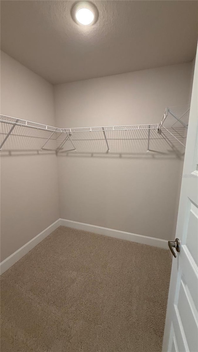 walk in closet featuring carpet flooring