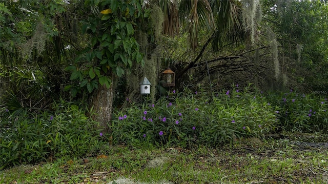 view of local wilderness