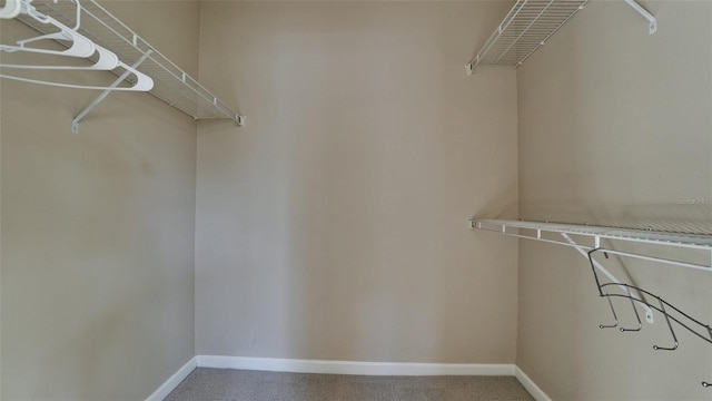 spacious closet featuring carpet flooring