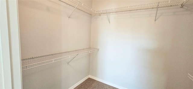 walk in closet featuring carpet flooring