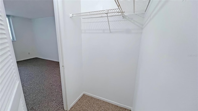 walk in closet with carpet floors