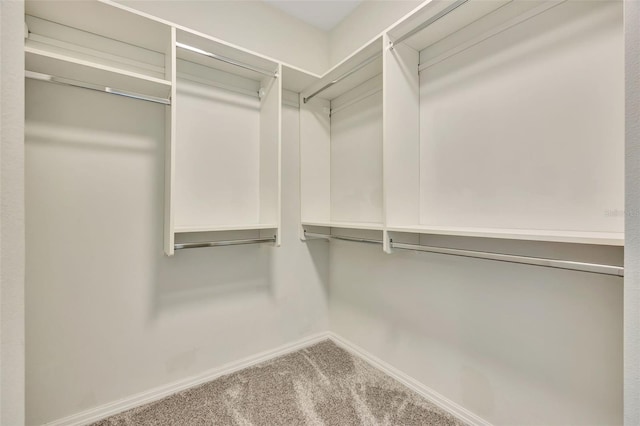 walk in closet with carpet floors