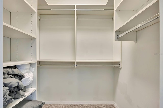 spacious closet featuring carpet floors