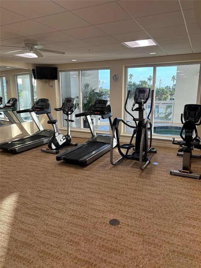 gym featuring carpet, a paneled ceiling, and ceiling fan