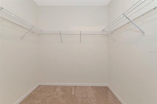 walk in closet featuring carpet flooring