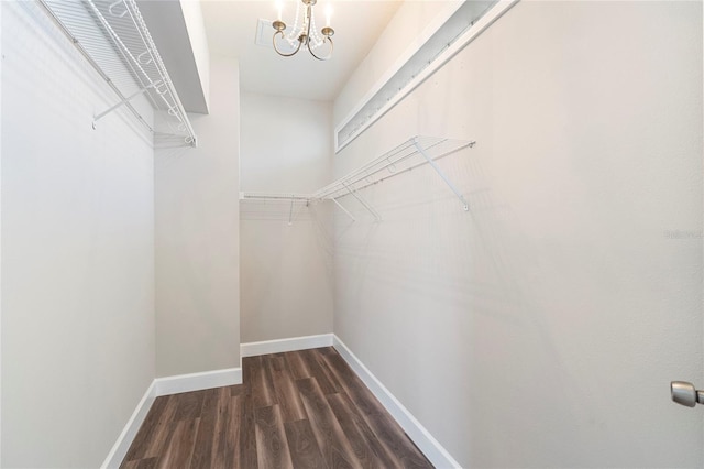 walk in closet featuring dark hardwood / wood-style floors and a notable chandelier