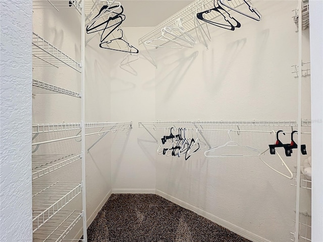 spacious closet featuring carpet floors