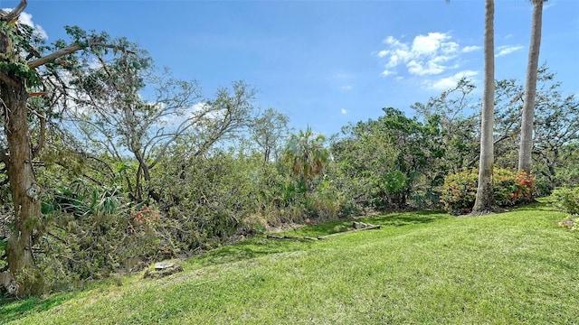 view of yard featuring a wooded view