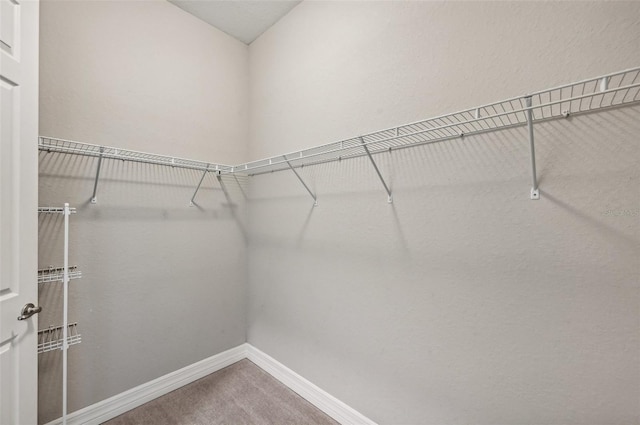 spacious closet featuring carpet flooring