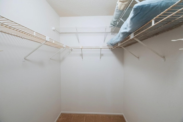 6435 Egret Ln Unit 409, Bradenton, FL 34210 - walk in closet with carpet flooring