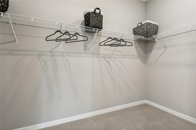 spacious closet featuring carpet floors