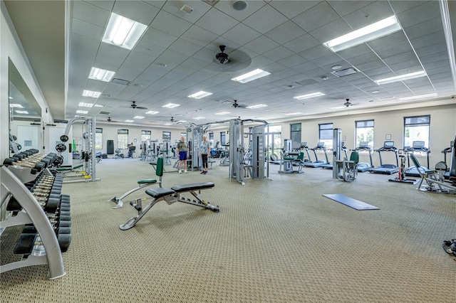 gym with a paneled ceiling, ceiling fan, and carpet floors