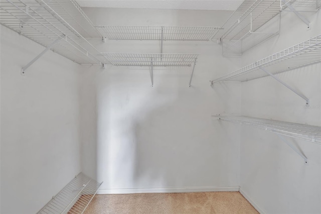 spacious closet featuring carpet flooring