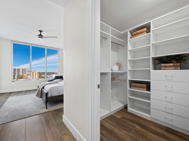 spacious closet with dark hardwood / wood-style flooring and ceiling fan